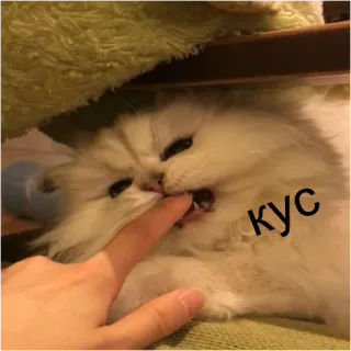 😼 5330174a кус kucing, menggigit, lucu, binatang, hewan peliharaan, lucu telegram sticker
