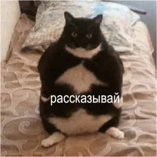 😑 6828c20e рассказывай kucing, binatang, lucu, beritahu aku, ekspresi, rusia telegram sticker