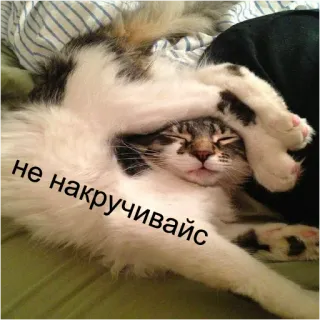 😕 a16eee3a не накручивайс kucing, meme, lucu, binatang, imut, rusia telegram sticker