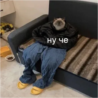 😠 b9fc5272 ну че kucing, jaket, celana, sofa, meme, lucu telegram sticker