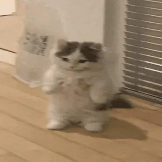 😡 eddb9ab5 kucing, anak kucing, berjalan, imut, lucu, binatang telegram sticker