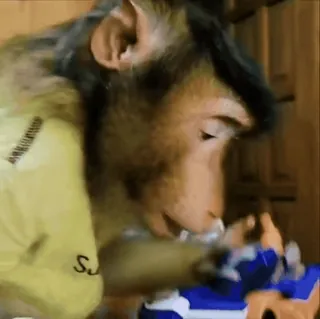 😨 0cc3eeec scimmia, animale, scimmia antropomorfa, primate, carino, divertente telegram sticker