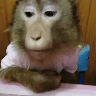 😨 316f2cd4 scimmia, animale, scimmia, primate, fauna selvatica, carino telegram sticker