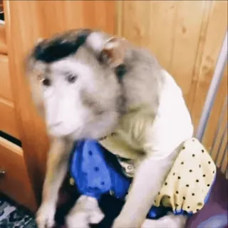 😦 35e258dd scimmia, animale, animale domestico, abbigliamento telegram sticker