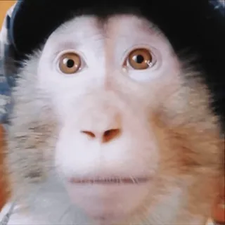 🫤 44eccf61 scimmia, animale, primate, mammifero, carino, cappello, divertente telegram sticker