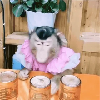 🍪 4502a044 scimmia, animale, carino, primate, divertente, travestito telegram sticker