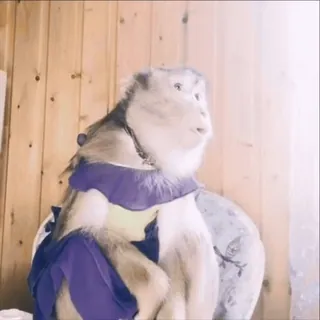 🫤 4ea535c1 scimmia, vestito, animale, abbigliamento, carino telegram sticker