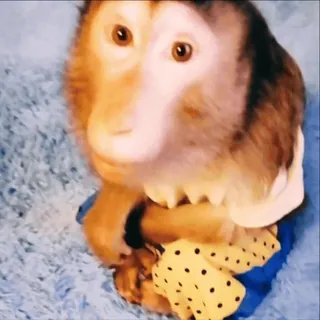 🥴 5f2cc504 scimmia, animale, carino, mammifero, primate, travestito telegram sticker