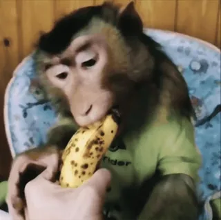 😡 7f15d5c2 scimmia, banana, animale, carino, mammifero, mangiare telegram sticker