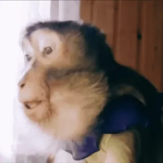 🙃 914ccd48 scimmia, animale, fauna selvatica, primate telegram sticker