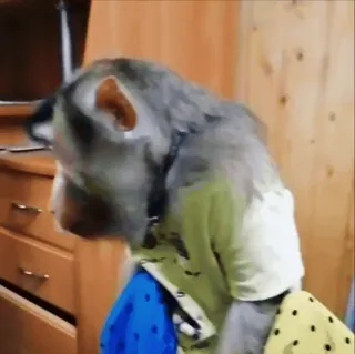 😠 9bdd7021 scimmia, animale, abbigliamento, maglietta, carino telegram sticker