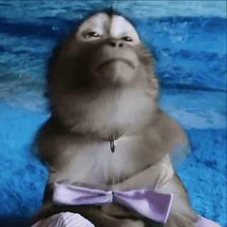 😶 be239106 scimmia, animale, carino, mammifero, papillon, ritratto telegram sticker