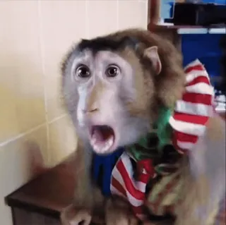 😨 c53cf9c3 scimmia, animale, carino, sorpresa, scioccato telegram sticker