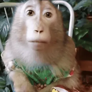 🙃 cb836639 scimmia, animale, carino, primate, mammifero, fauna selvatica telegram sticker