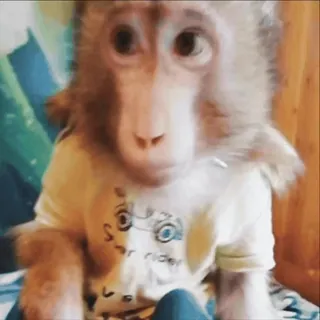 🫤 d0d5cf25 Super Rider scimmia, animale, abbigliamento, super rider, mammifero telegram sticker