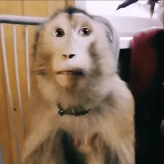 😐 da7c1146 scimmia, animale, mammifero, primate, carino, fauna selvatica telegram sticker