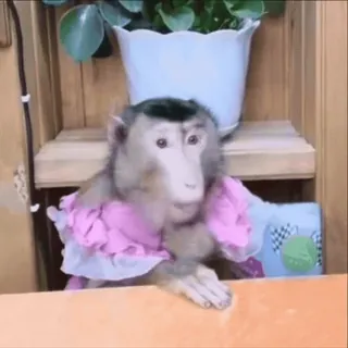 🫤 ef1339ab scimmia, animale, ritratto, carino, mammifero, scimmia antropomorfa telegram sticker