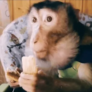 🤫 ef216d8a scimmia, animale, primate, gelato, carino telegram sticker