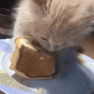🥺 143de2c5 kot, chleb, zwierzę, jedzenie, zwierzę domowe, zwierzę domowe, jedzenie telegram sticker