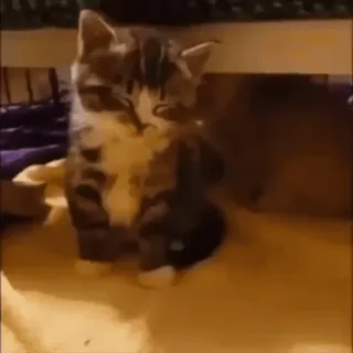 🥺 31991936 kot, kociak, zwierzę, słodki, zwierzak telegram sticker