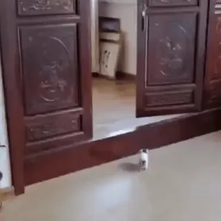 🥺 4c0bde8f telegram sticker