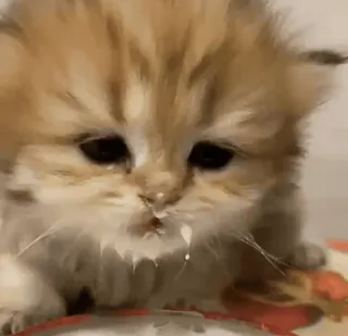 🥺 59ae5828 kotek, kot, słodki, zwierzę, zwierzę domowe, mleko, uroczy telegram sticker