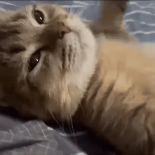 🥺 60e07704 kot, zwierzę, kot domowy, kotowate, zwierzę domowe telegram sticker