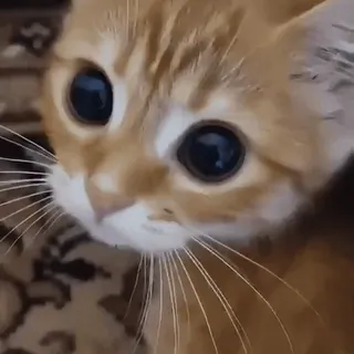 котеки @iam13yo telegram stickers