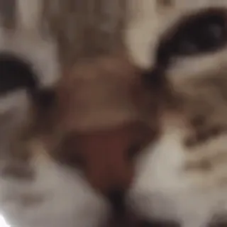 🥺 8d212cf3 kot, zwierzę, zwierzę domowe, kociak, ssak, zwierzę domowe telegram sticker