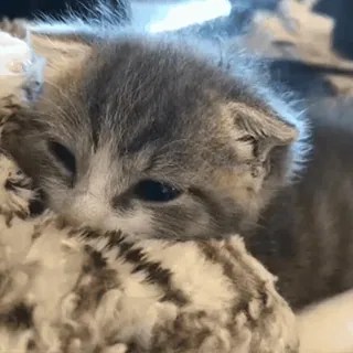 🥺 9961863e kociak, kot, zwierzę, słodki, zwierzę domowe, zwierzę domowe, koci telegram sticker