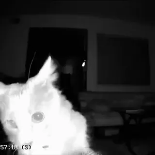 😶 b2b9862a kot, zwierzę, zwierzę domowe, zwierzę domowe telegram sticker