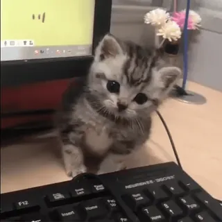 🥺 bd3c0efa kotek, kot, słodki, zwierzę, zwierzę domowe, zwierzę domowe telegram sticker