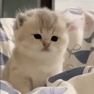 🥺 e35893ca kociak, kot, słodki, zwierzę, zwierzę domowe, uroczy telegram sticker