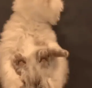 🥺 e8bbaf98 kot, kotek, zwierzę, zwierzę domowe, słodki, puchaty telegram sticker