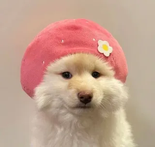 🌸 2065bfe2 perro, sombrero, animal, lindo, retrato whatsapp sticker