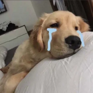 😭 7ac626d9 perro, triste, llorando, golden retriever, mascota whatsapp sticker