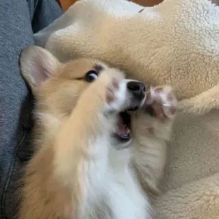 😧 7adfcc35 Corgi, Cachorro, Perro, Lindo, Mascota whatsapp sticker