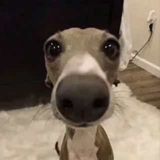 🥺 803d30ee perro, gracioso, animal, primer plano, mascota whatsapp sticker