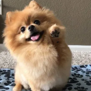 👋 8d4de007 perro, pomerania, lindo, mascota, animal whatsapp sticker