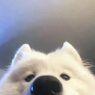 сабакены @iam13yo telegram stickers