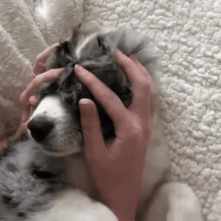 🙂 177b550f hond, puppy, dier, huisdier telegram sticker