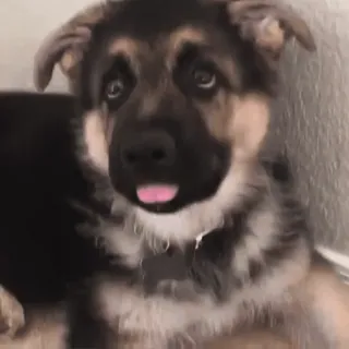 🥺 2de57125 hond, puppy, schattig, huisdier, dier, duitse herder telegram sticker