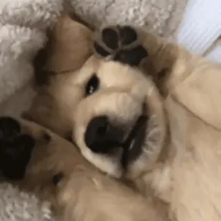 ❤️ 39781c17 hond, puppy, schattig, dier, huisdier, golden retriever telegram sticker