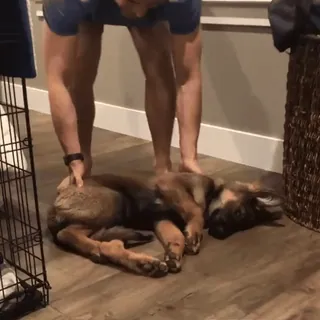 🙂 3a5b8a4c hond, puppy, duitse herder, dier, huisdier, slapen telegram sticker