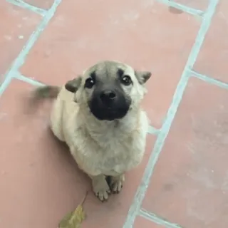 🙂 5237f1cb hond, puppy, schattig, dier, huisdier telegram sticker