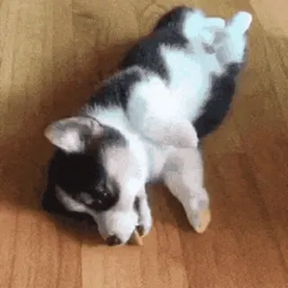 🥰 a913313a hond, puppy, corgi, schattig, dier, huisdier telegram sticker