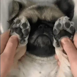 🥺 b04e878b mopshond, hond, schattig, dier, pootjes telegram sticker