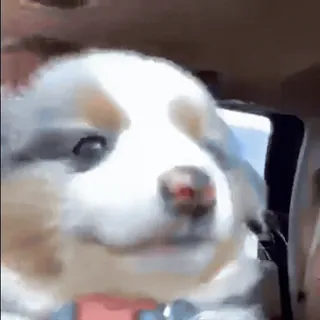 🙂 e1f34485 puppy, hond, schattig, dier, huisdier telegram sticker