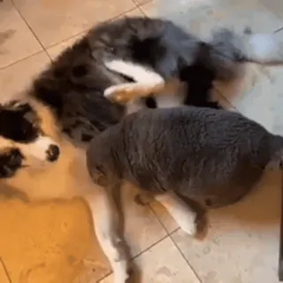 💘 f4b0554a hond, kat, dieren, huisdieren, spelen telegram sticker