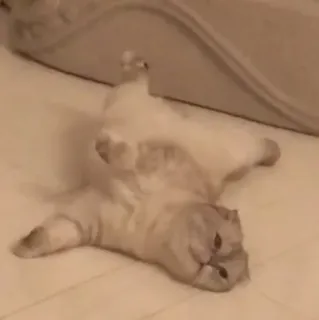 ☹️ 4b0724a4 gato, animal, lindo, gato doméstico, mascota, felino telegram sticker